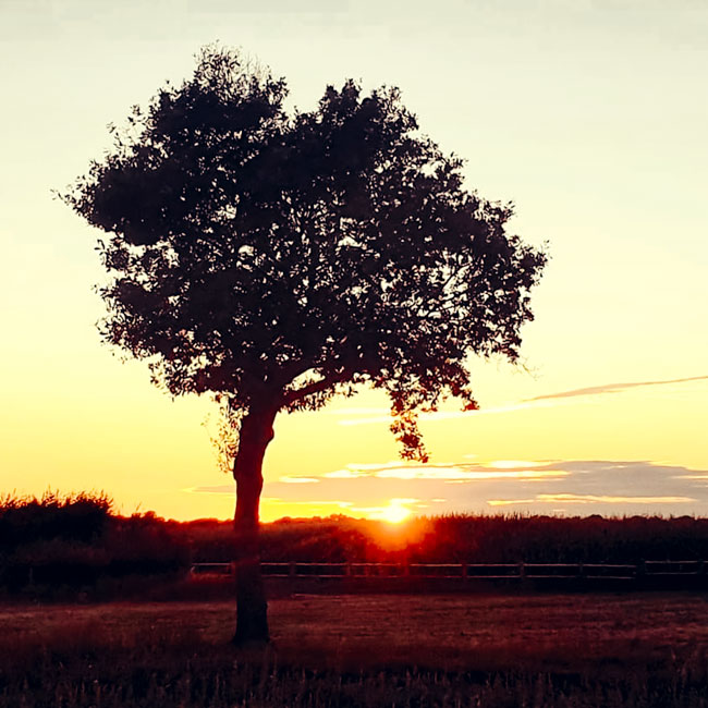 Coucher de soleil sur le parc